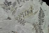 Pennsylvanian Fossil Fern (Neuropteris) Plate - Kentucky #142428-2